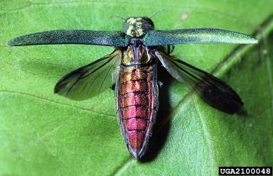 Emerald Ash Borer with Wings Out
