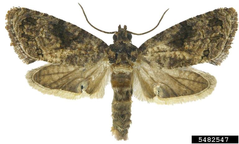 False Codling Moth (photo: Tom Gilligan and Marc Epstein)