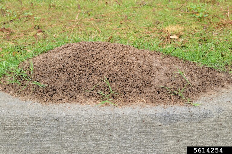 Fire Ant Mound