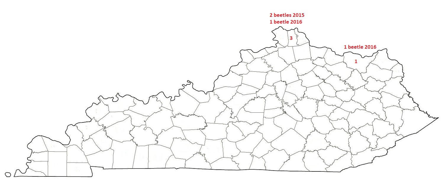 Pine Shoot Beetle Map