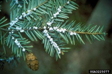 Hemlock Wooly Adelgid on Leaves