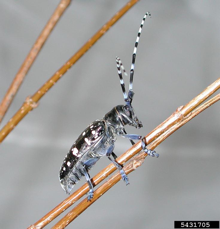 Asian Longhorned Beetle