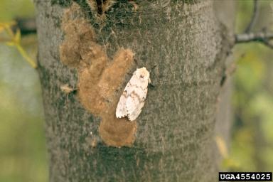 Spongy Moth Female with Eggs