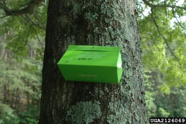 Buy TreeHelp Spongy (Gypsy) Moth Trap (Reusable) Online in USA