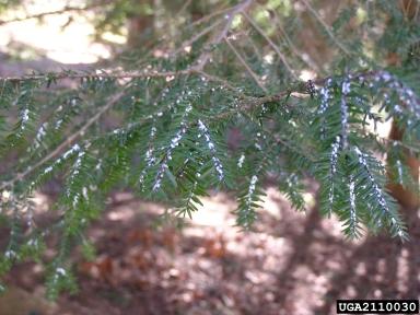 Hemlock Woolly Adelgid