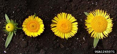 Inula Britannica