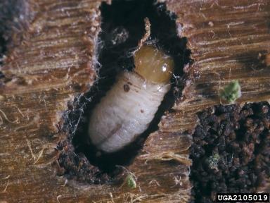 Exotic Bark Beetle Larva