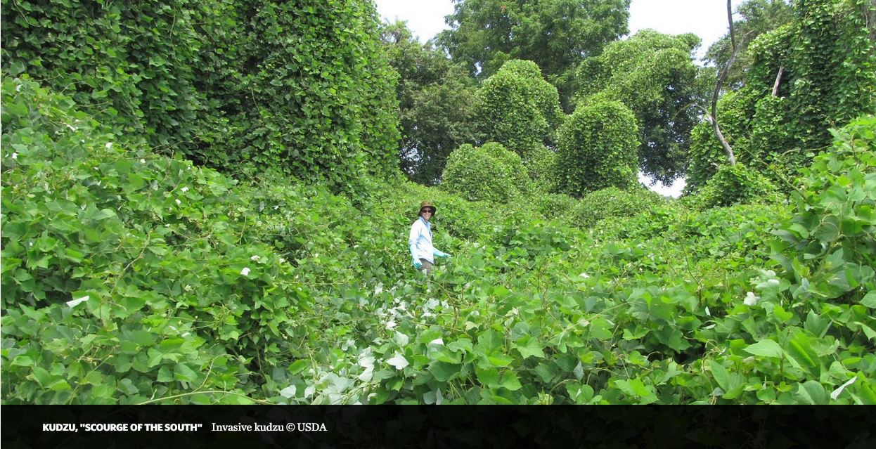 kudzu