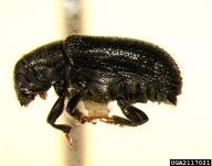 Pine Shoot Beetle