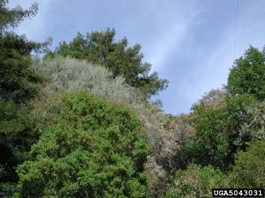 Sudden Oak Death Treeline