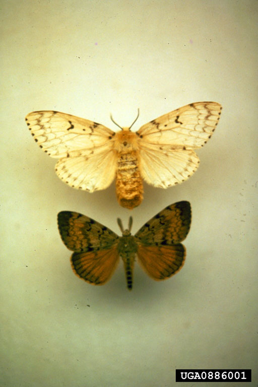 spongy moths
