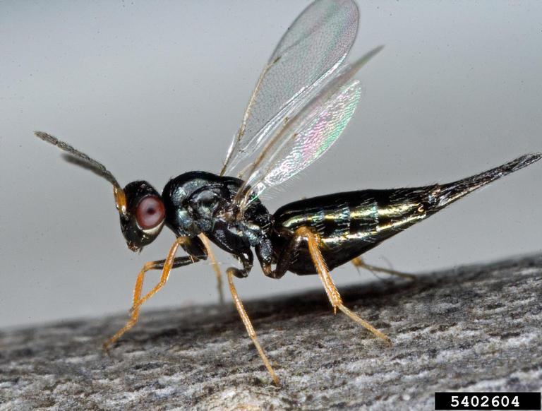 Parasitoid Wasps To Control Emerald Ash Borer Kentucky Cooperative