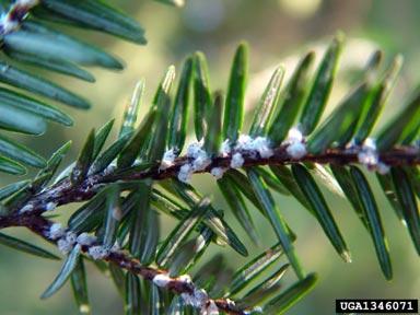 adelgid3_0.jpg