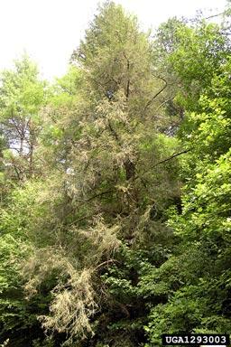 adelgid_infestation.jpg