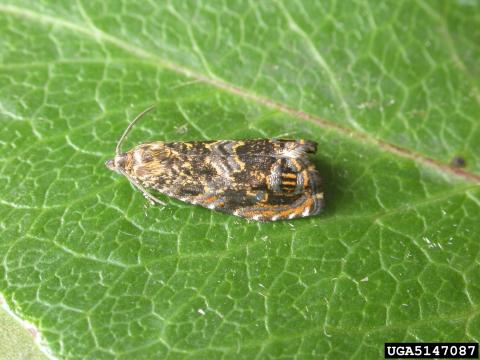 cbt.jpg Cherry Bark Tortrix