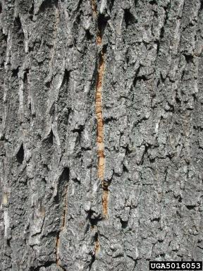 eab_barksplit.jpg