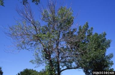eab_crown3.jpg