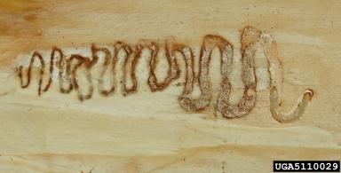 eab_gallery2.jpg