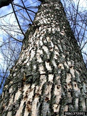eab_woodpecker2.jpg