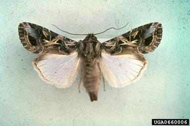 ecl.jpg Egyptian Cotton Leafworm