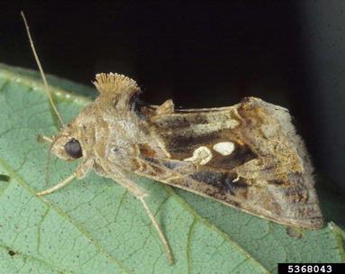 Golden Twinspot Moth