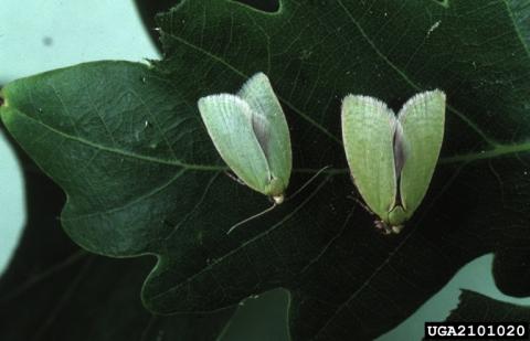 Green Oak Tortrix