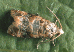 grapevine_moth.gif