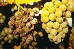 grapevine_moth_damage.gif