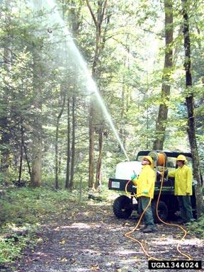 insecticidal_soap.jpg