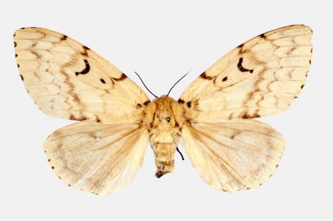 Japanese Spongy Moth Female