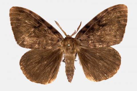 Japanese Spongy Moth Male