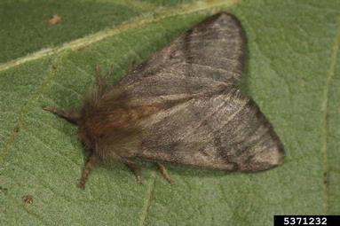 opm_gyorgy_csoka.jpg Oak Processionary Moth