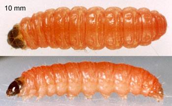 plum_moth_larva.jpg