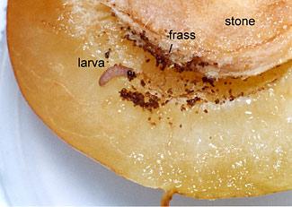 plum_moth_larva_2.jpg