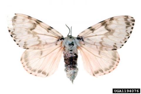 Rosy Gypsy Moth