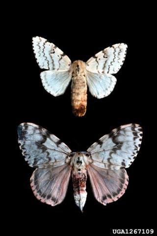 Rosy Gypsy Moth