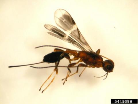 Parasitoid that attacks EAB larvae