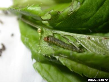 tortrix_larva.jpg
