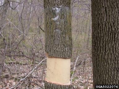 traptree.jpg